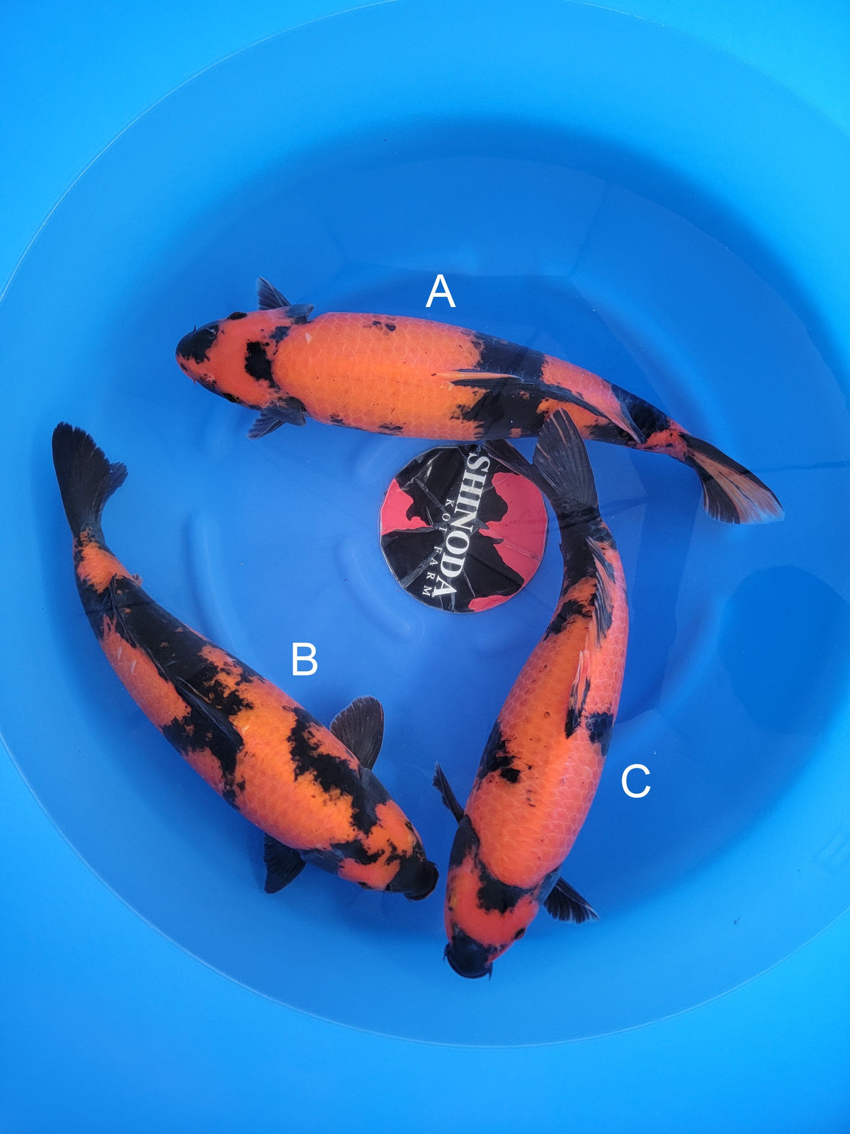 Shinoda Hi Utsuri koi for sale — 45-48 cm at ChampKoi