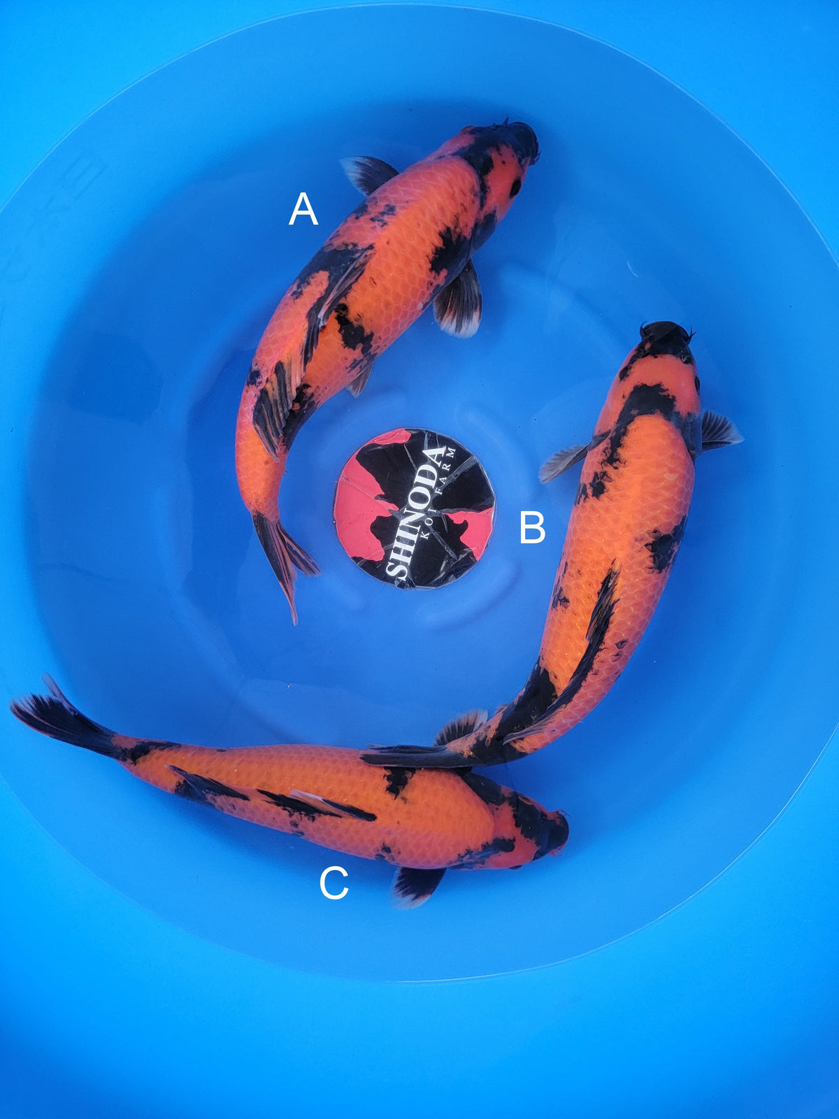 Shinoda Hi Utsuri koi for sale — 45-48 cm at ChampKoi