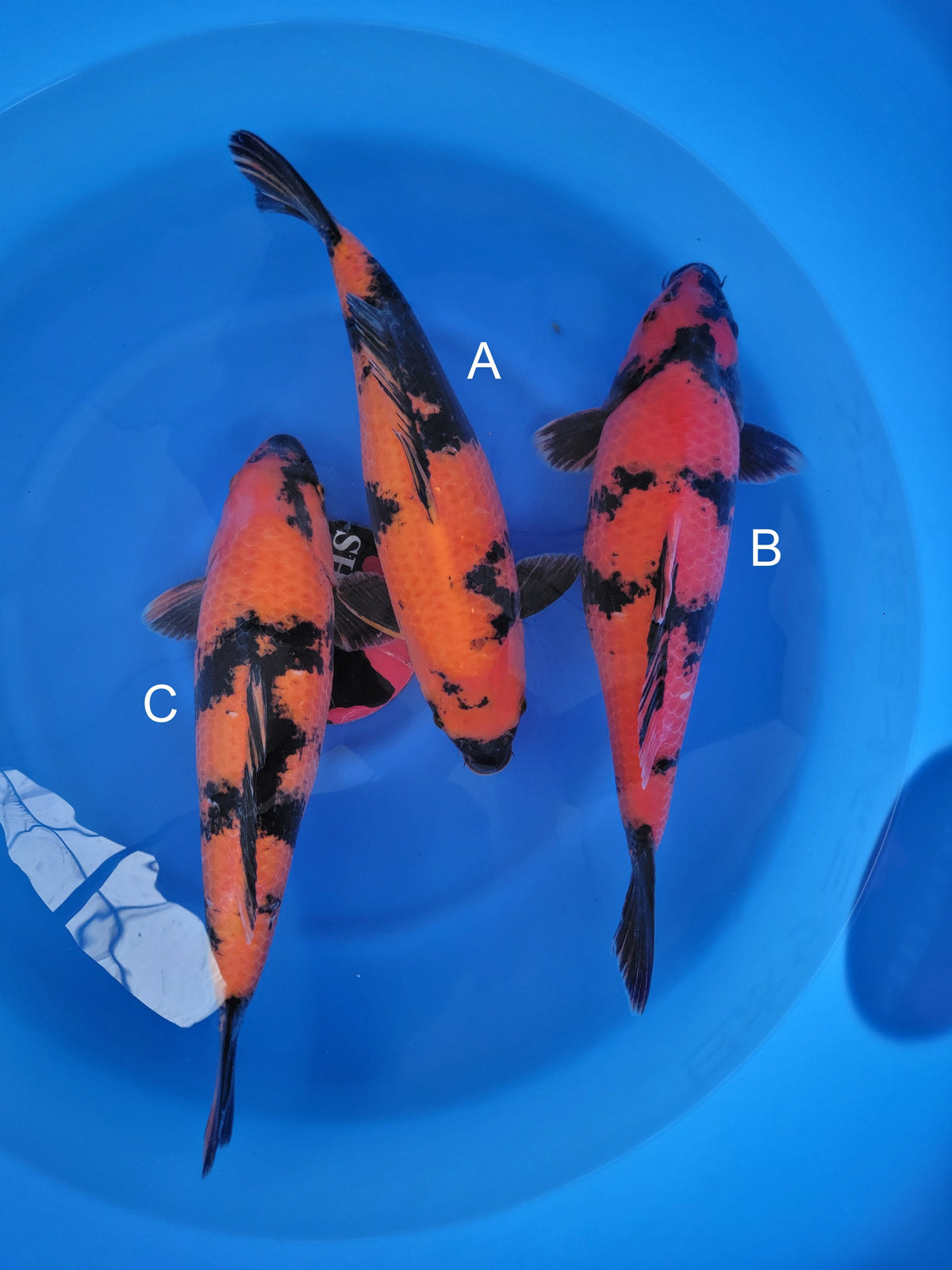 Shinoda Hi Utsuri koi for sale — 45-46 cm at ChampKoi