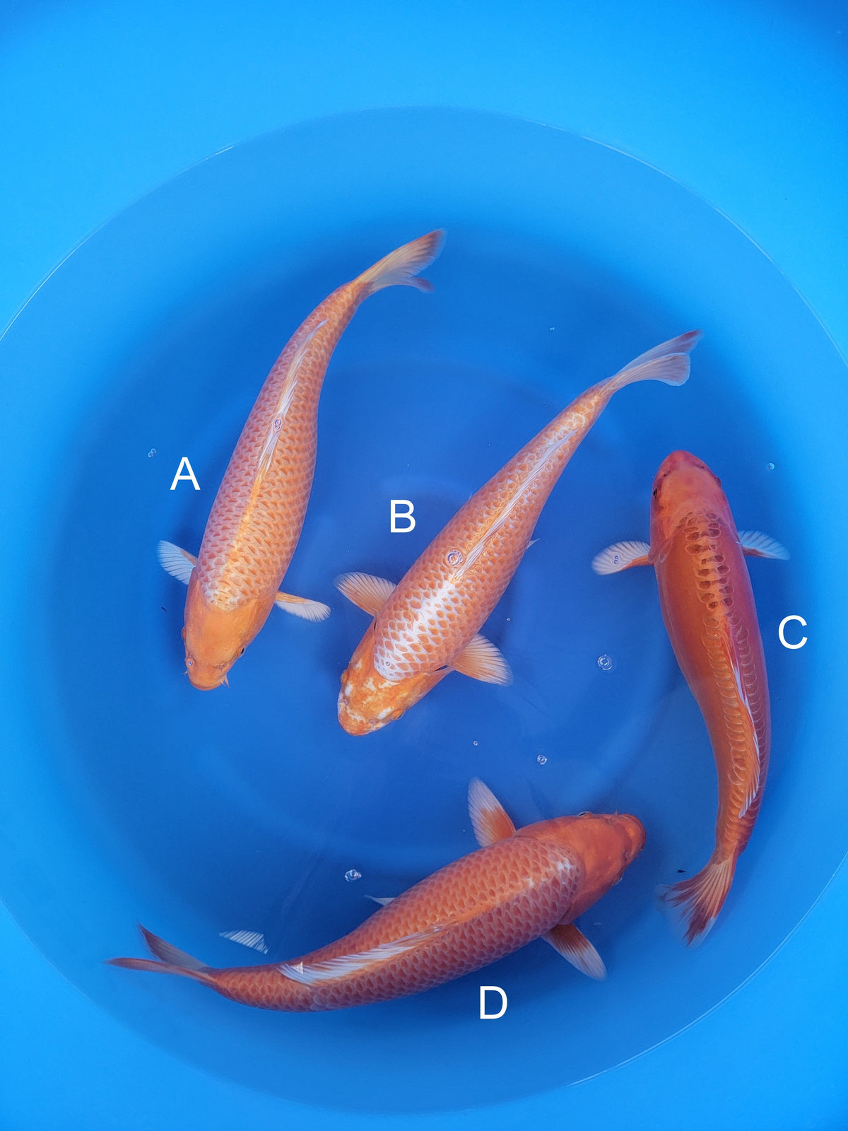 Maruyju Orenji Ogon koi for sale — 40-43 cm at ChampKoi