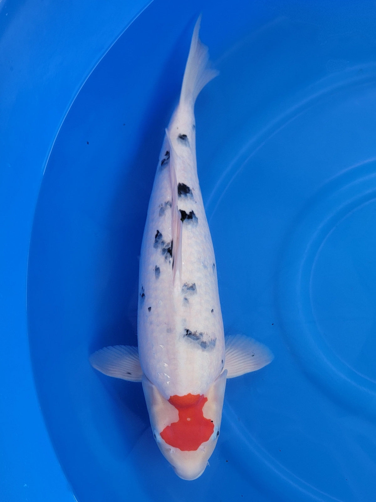 Maruju Tancho Sanke koi for sale — 55 cm at ChampKoi