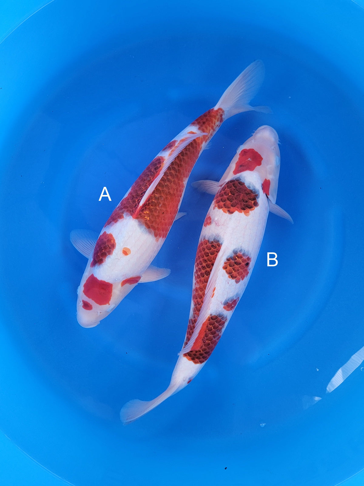 Maruju Budo Goromo koi for sale at ChampKoi