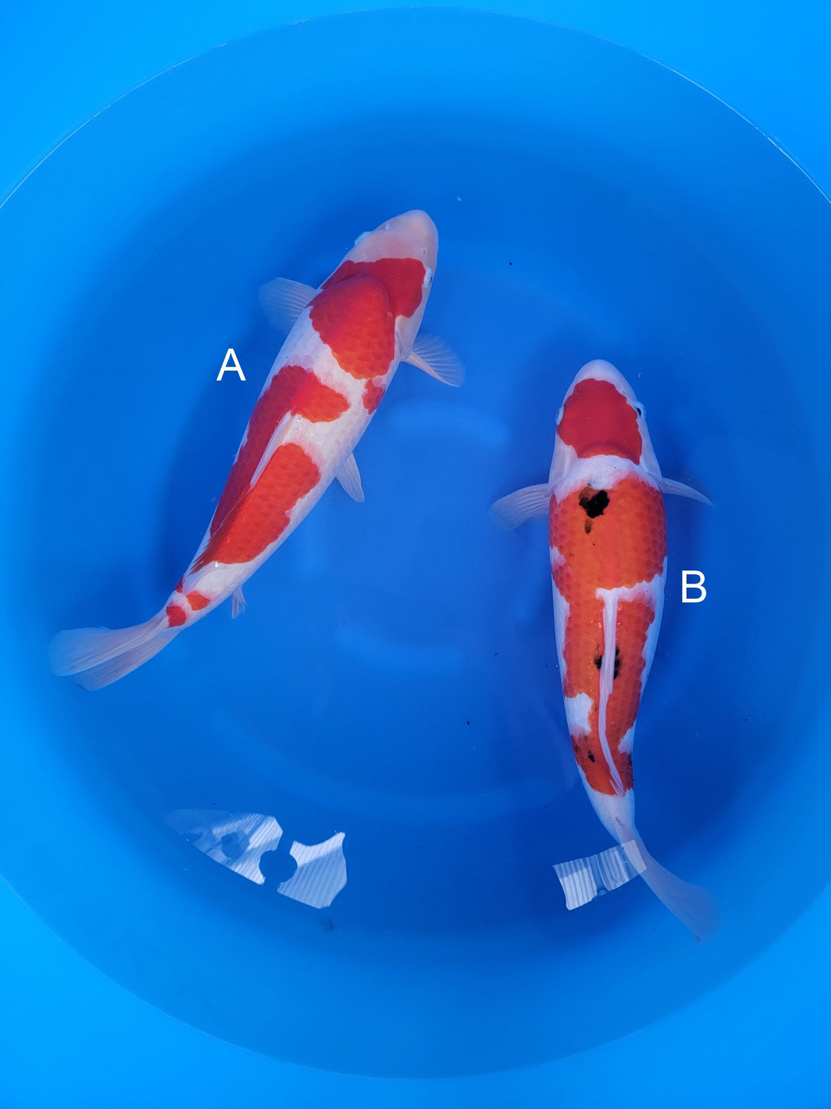 Maruyju Kohaku koi for sale at ChampKoi