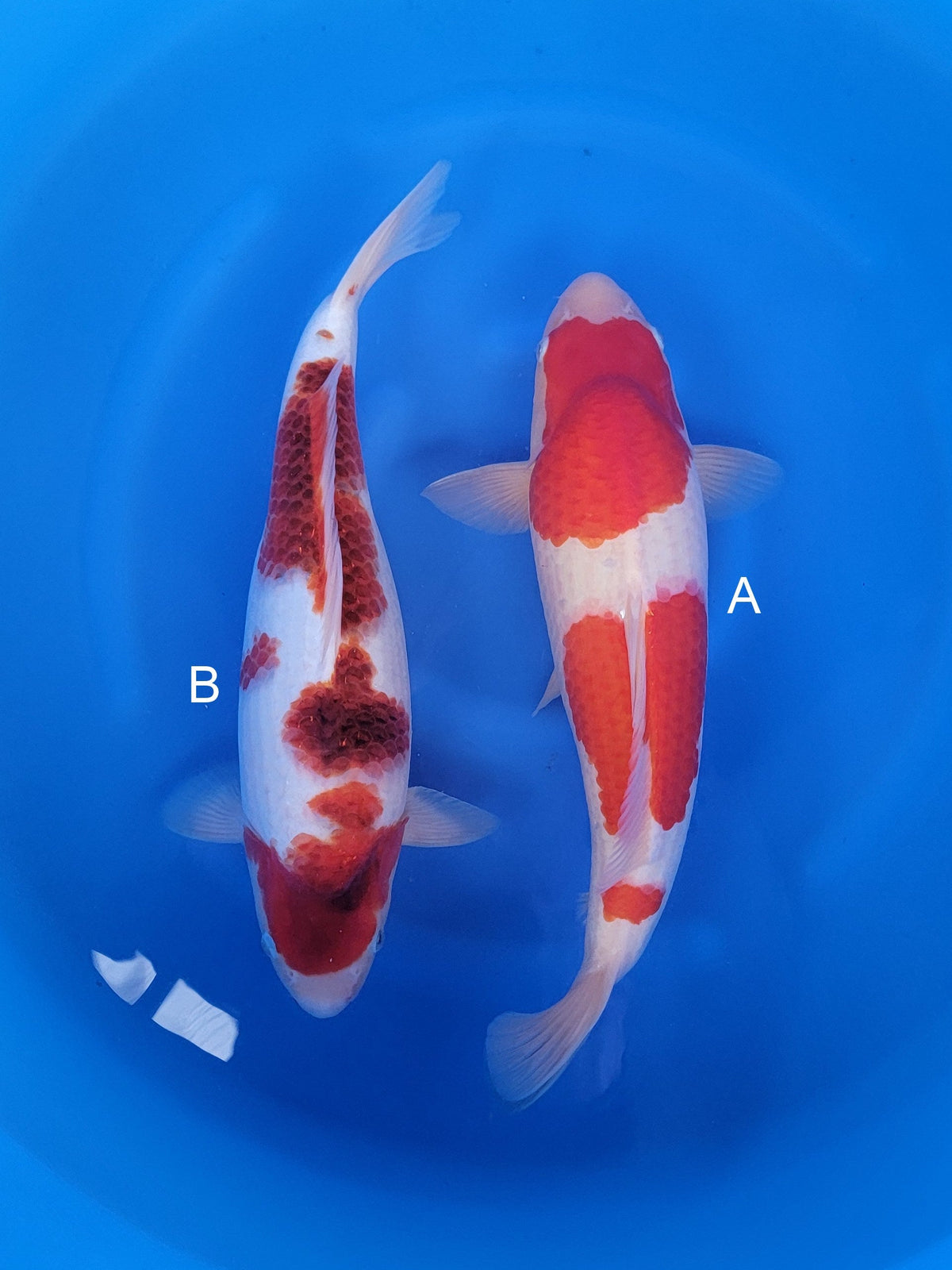 Maruyju Kohaku koi for sale at ChampKoi