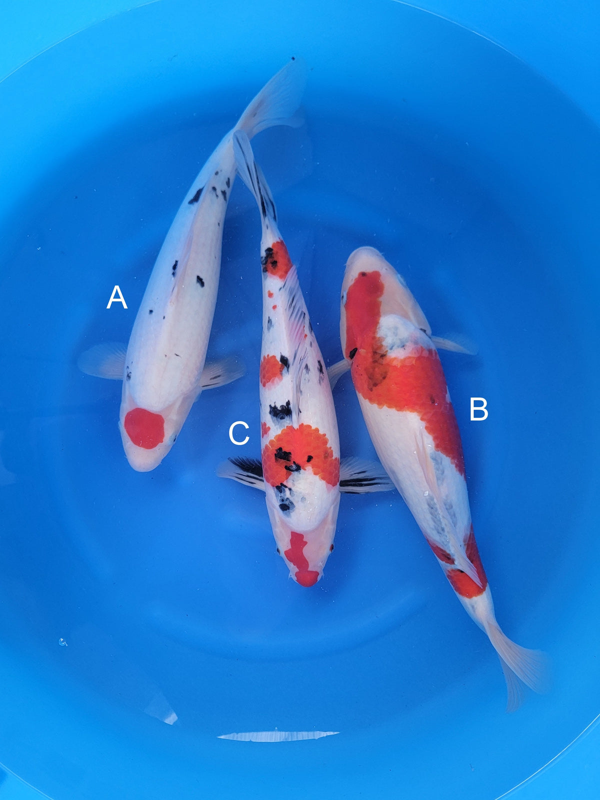 Maruyju Tancho Sanke koi for sale — 40-42 cm at ChampKoi