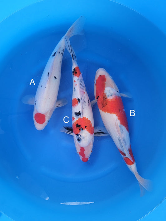 Maruyju Tancho Sanke koi for sale — 40-42 cm at ChampKoi