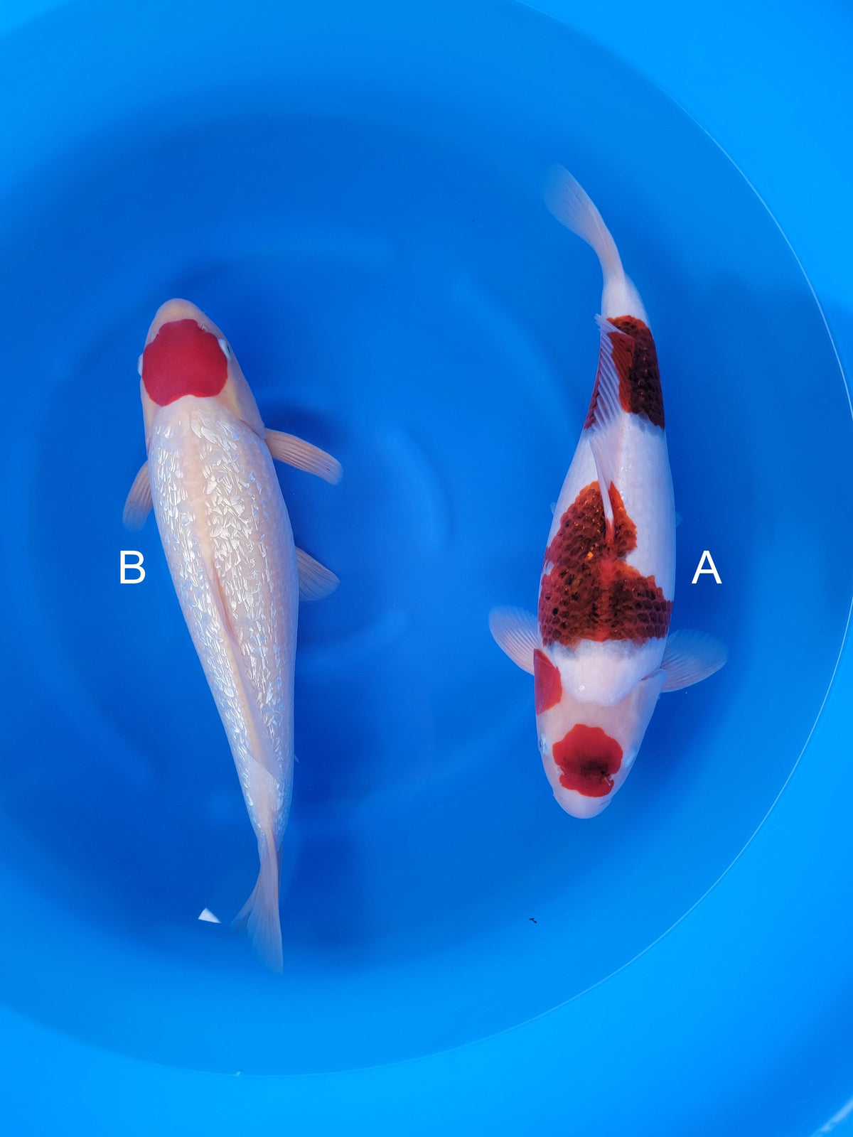 Maruyju Budo Goromo koi for sale at ChampKoi