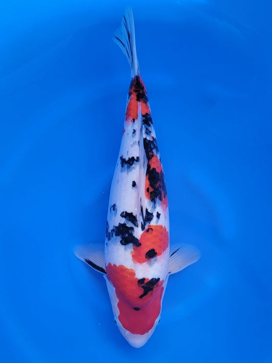 Maruyju Sanke koi for sale — 42 cm at ChampKoi