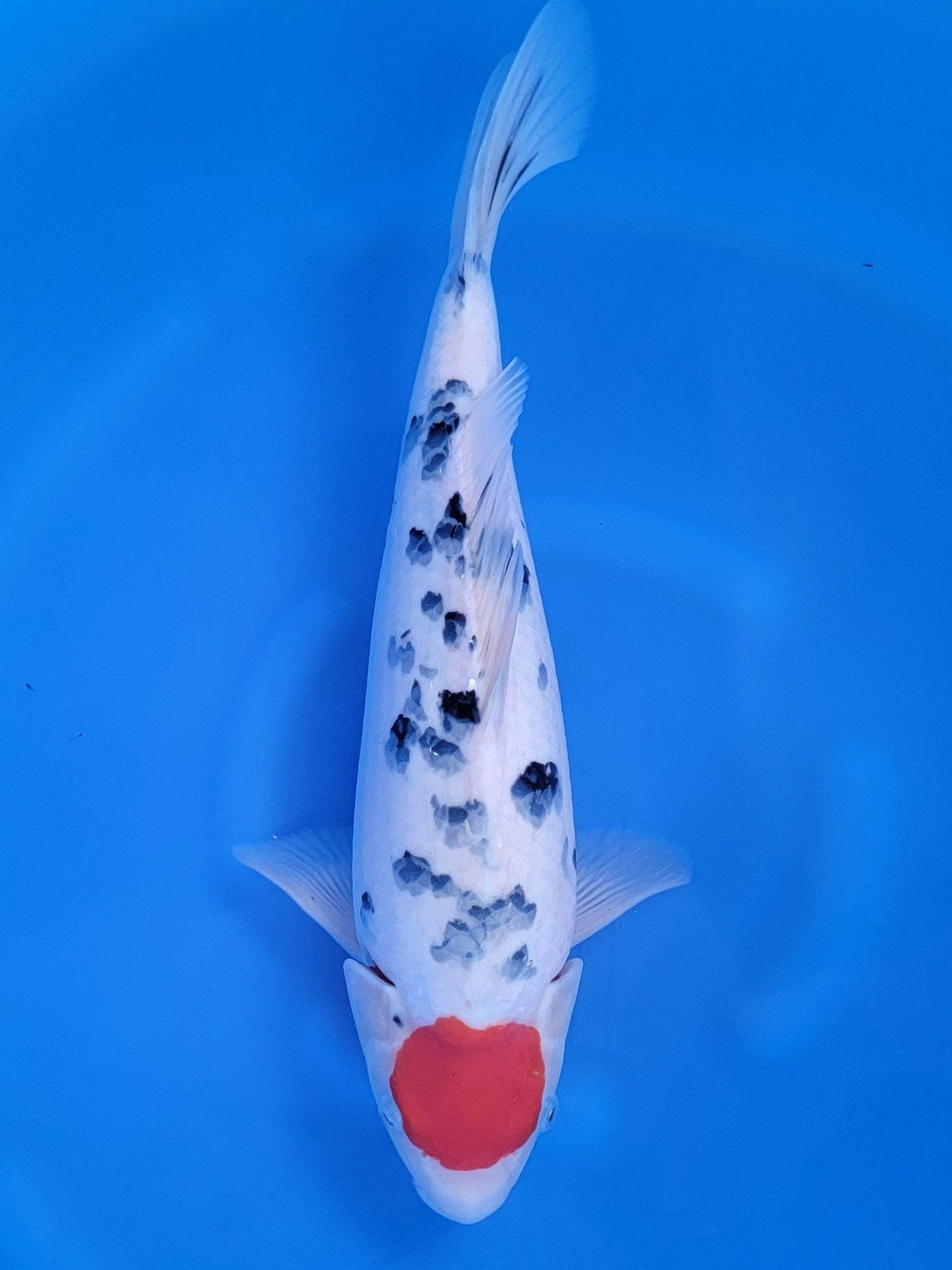 Maruyju Tancho Sanke koi for sale — 39 cm at ChampKoi