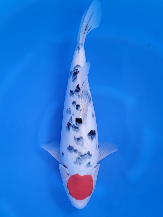 Maruyju Tancho Sanke koi for sale — 39 cm at ChampKoi