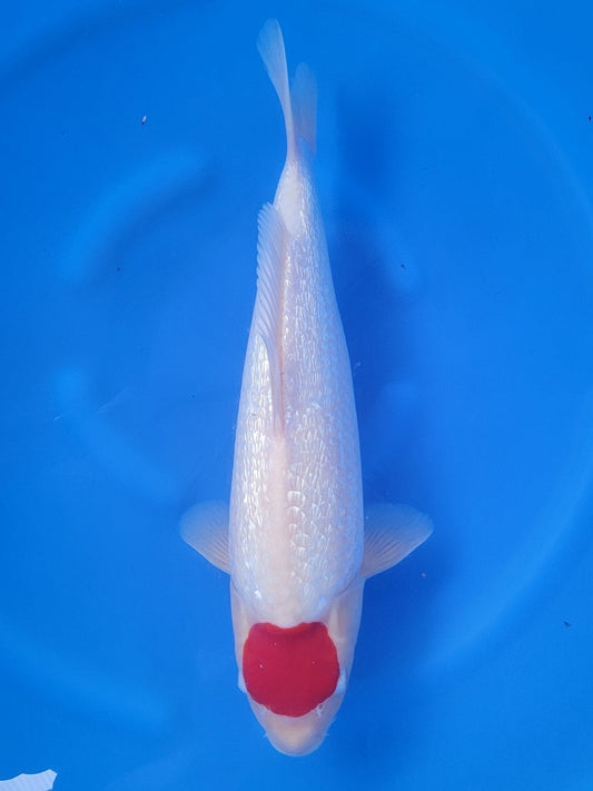 Maruyju Ginrin Tancho Kohaku koi for sale — 38 cm at ChampKoi