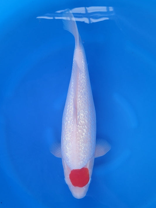 Maruyju Ginrin Tancho Kohaku koi for sale — 39 cm at ChampKoi