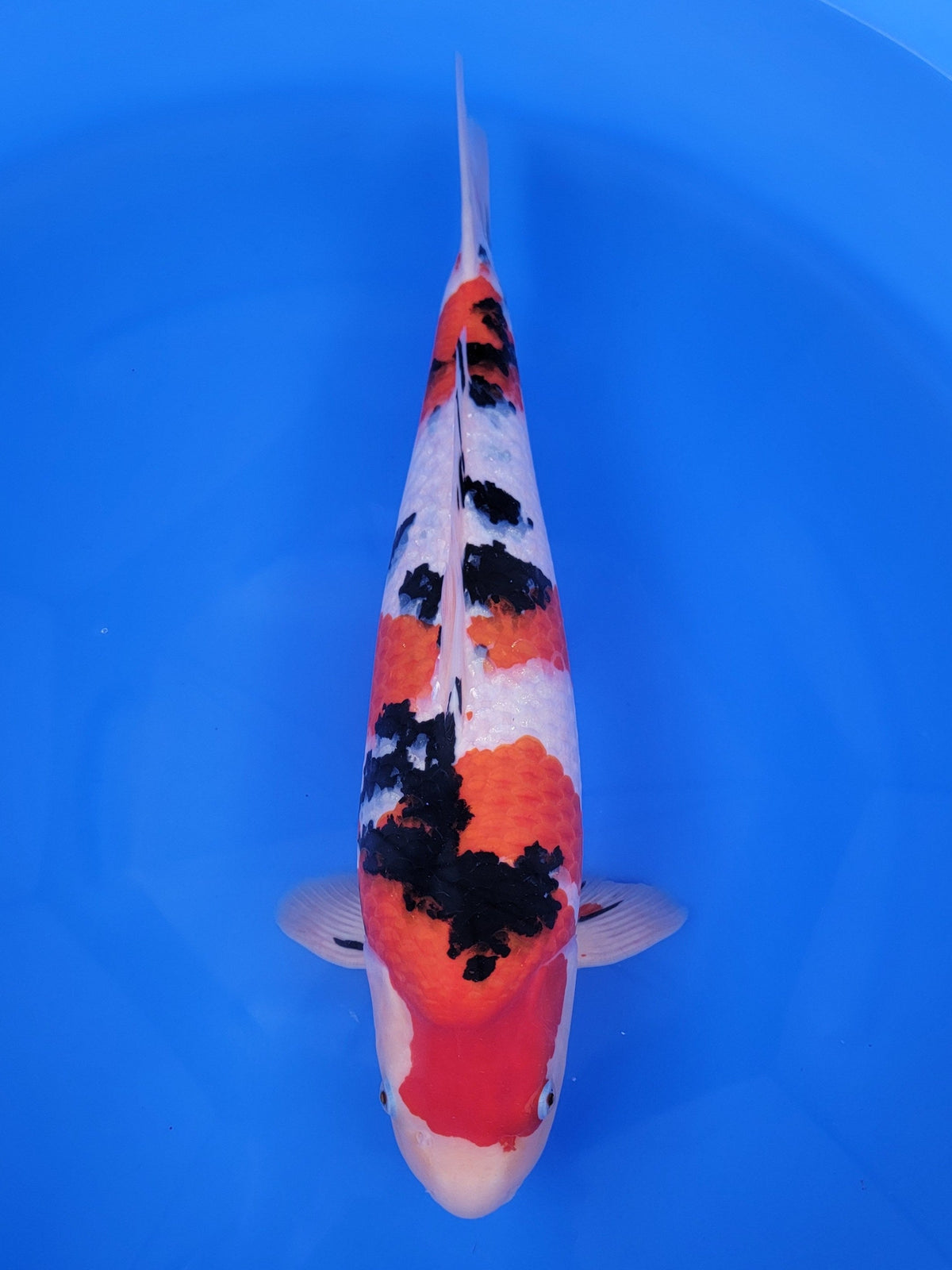 Marudo Sanke koi for sale — 54 cm at ChampKoi