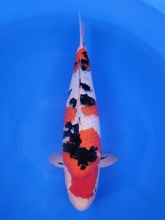 Marudo Sanke koi for sale — 54 cm at ChampKoi