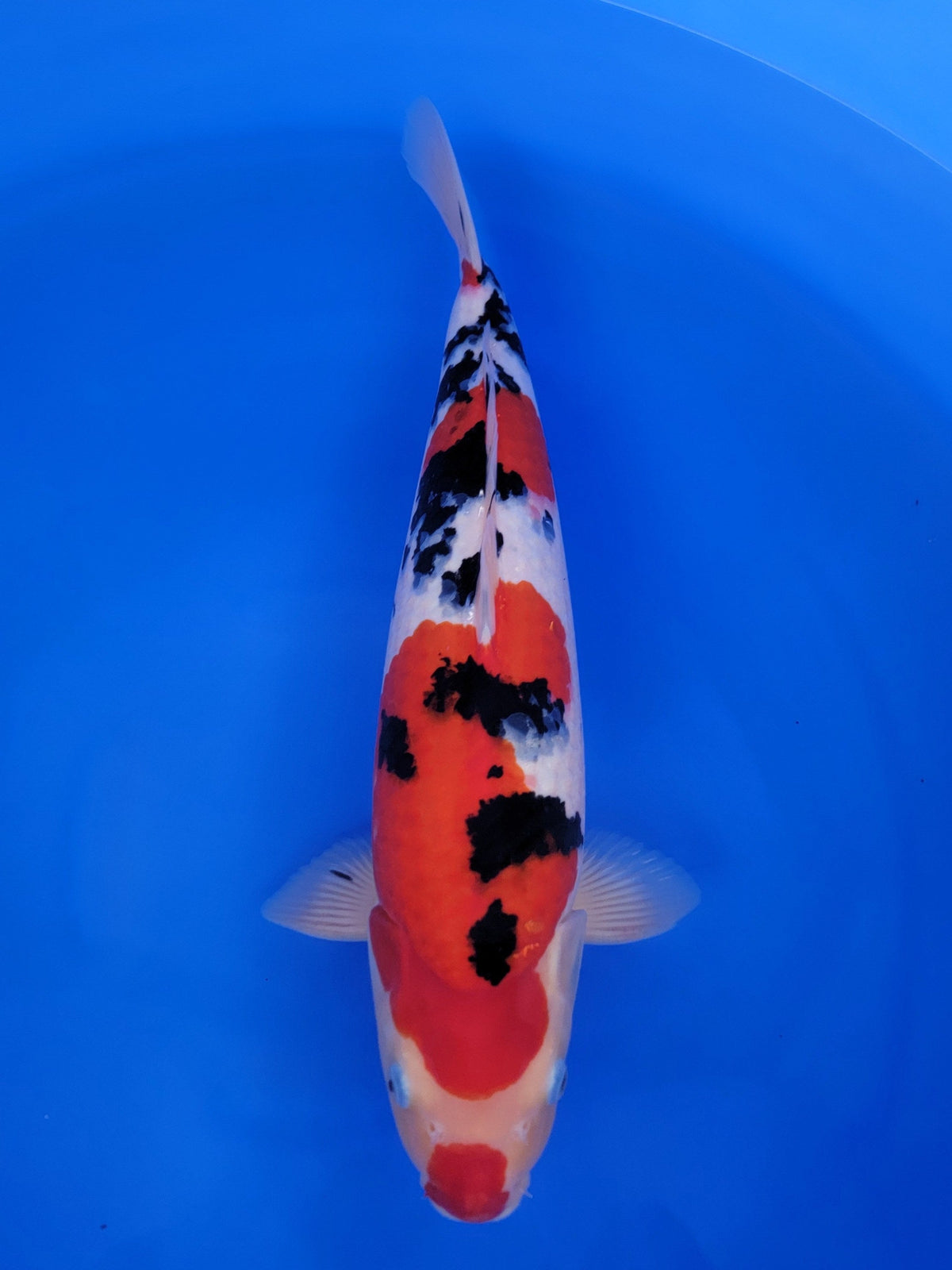 Marudo Sanke koi for sale — 51 cm at ChampKoi