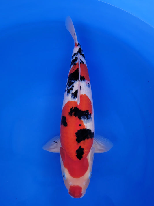 Marudo Sanke koi for sale — 51 cm at ChampKoi