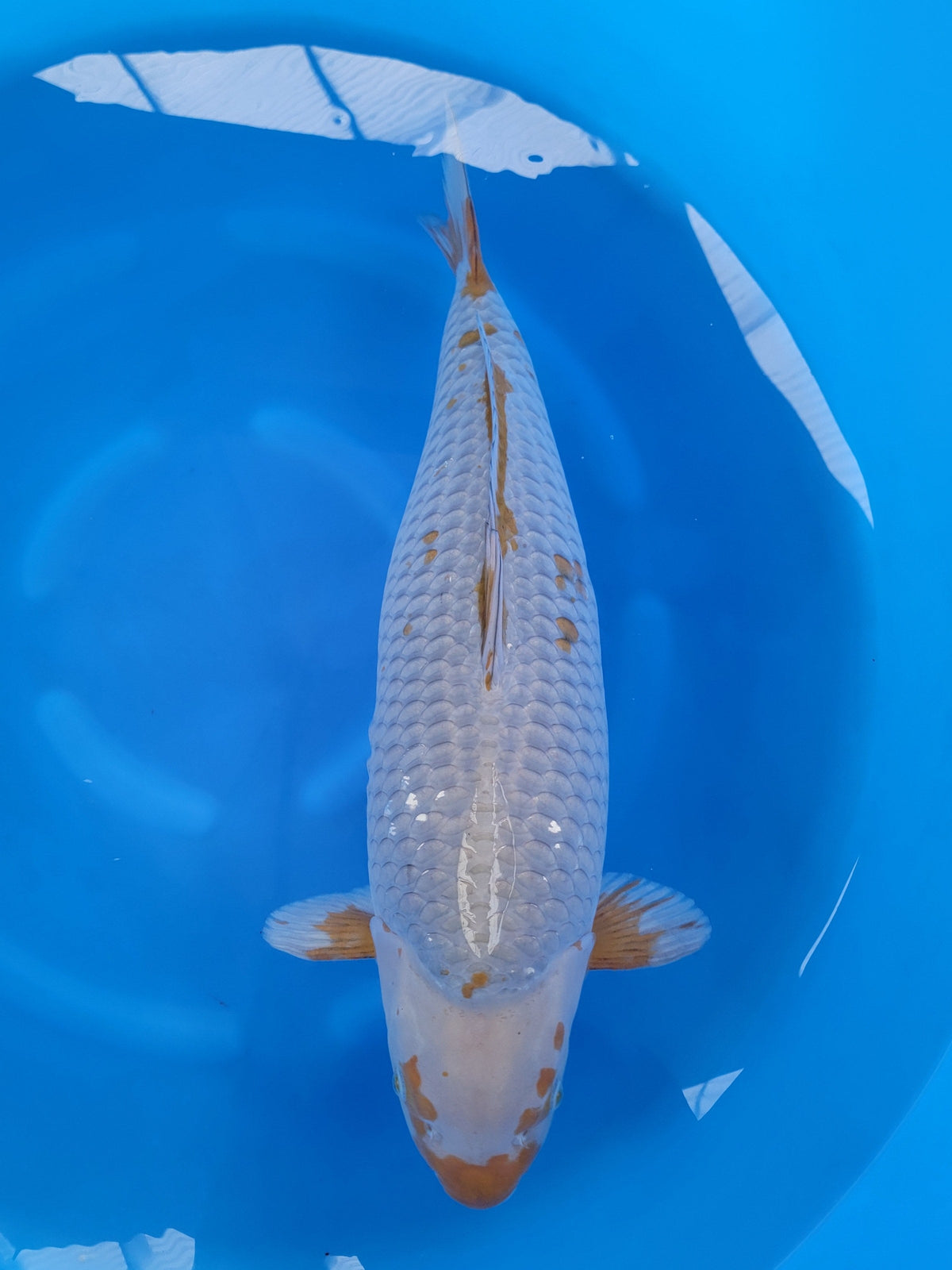 Marudo Ochiba koi for sale — 66 cm at ChampKoi