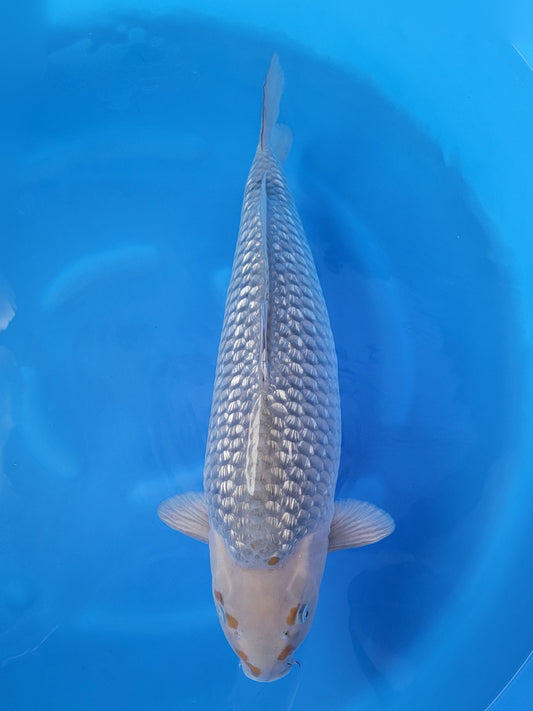 Marudo Ginrin Soragoi koi for sale — 63 cm at ChampKoi