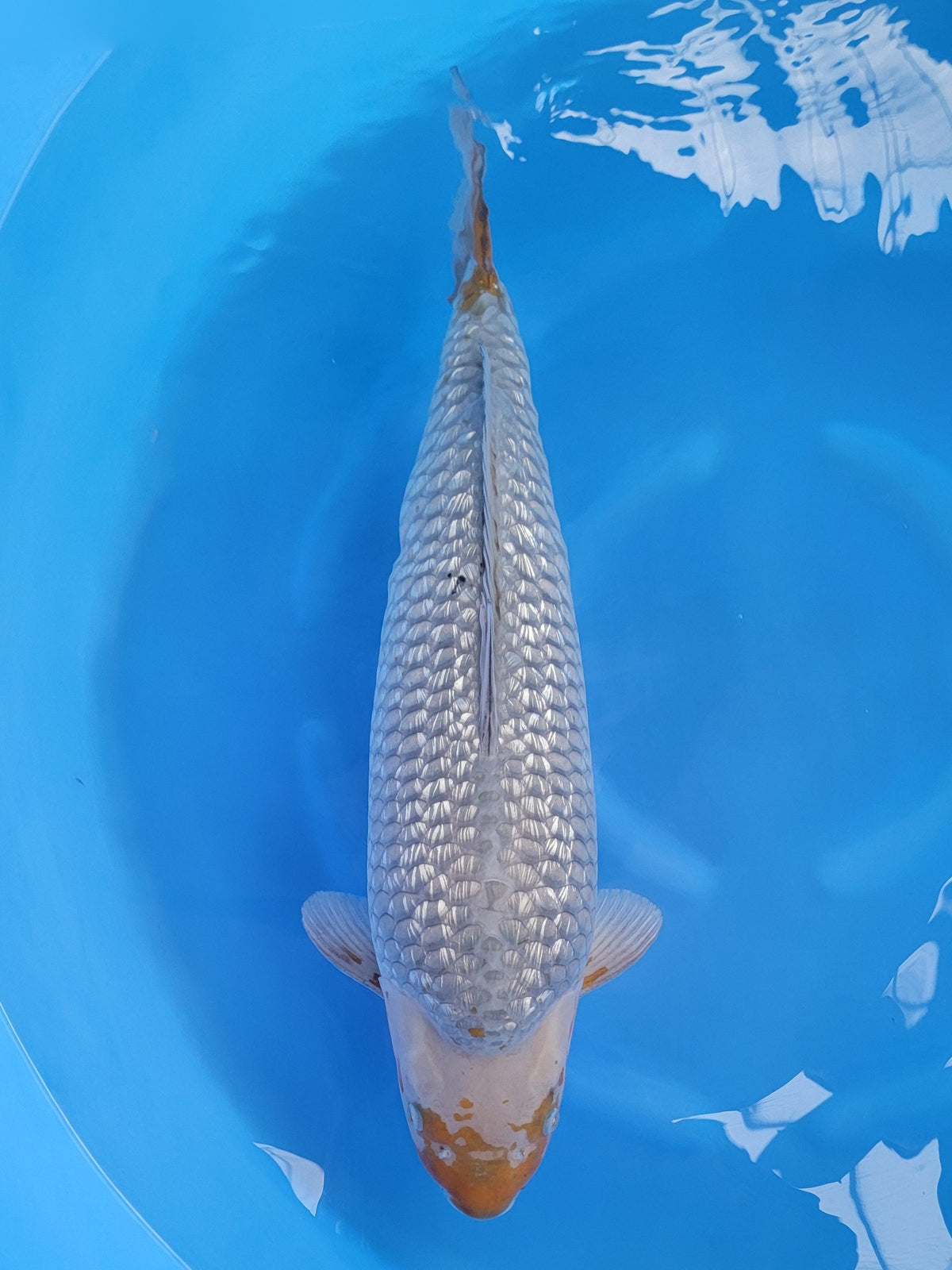 Marudo Ginrin Ochiba koi for sale — 63 cm at ChampKoi