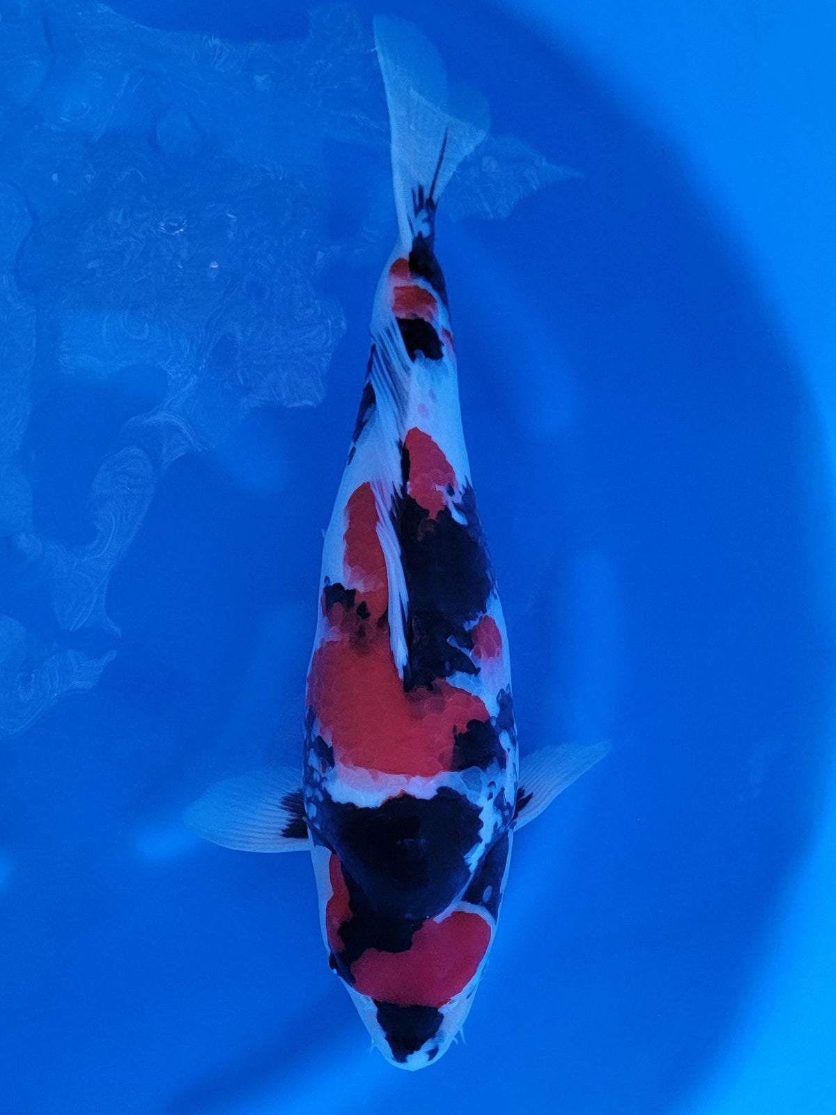 Sekiguchi Showa koi for sale — 54 cm at ChampKoi