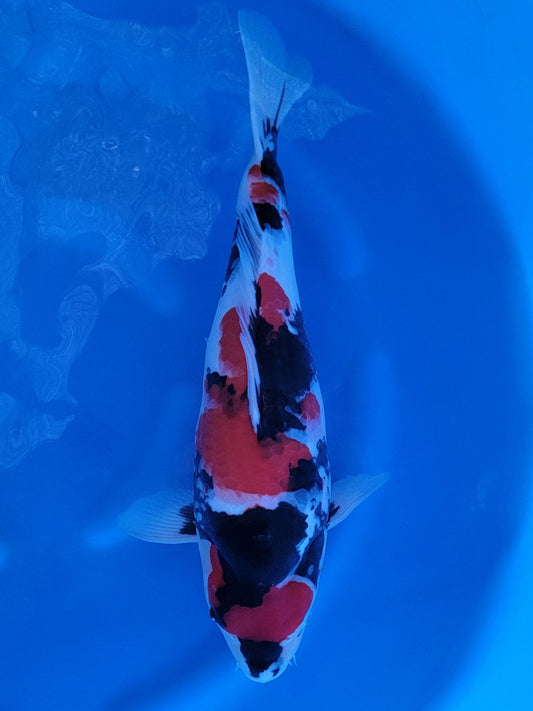 Sekiguchi Showa koi for sale — 54 cm at ChampKoi