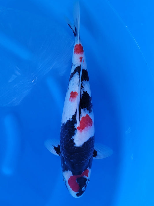 Sekiguchi Showa koi for sale — 48 cm at ChampKoi