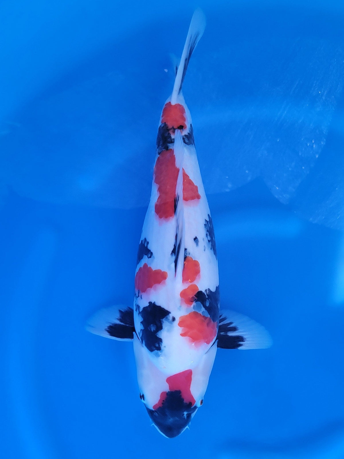 Sekiguchi Showa koi for sale — 54 cm at ChampKoi