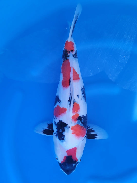 Sekiguchi Showa koi for sale — 54 cm at ChampKoi