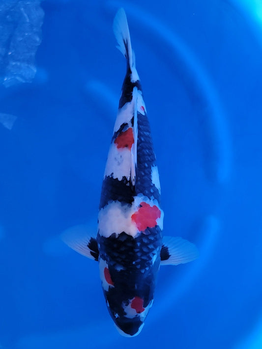 Sekiguchi Showa koi for sale — 47 cm at ChampKoi