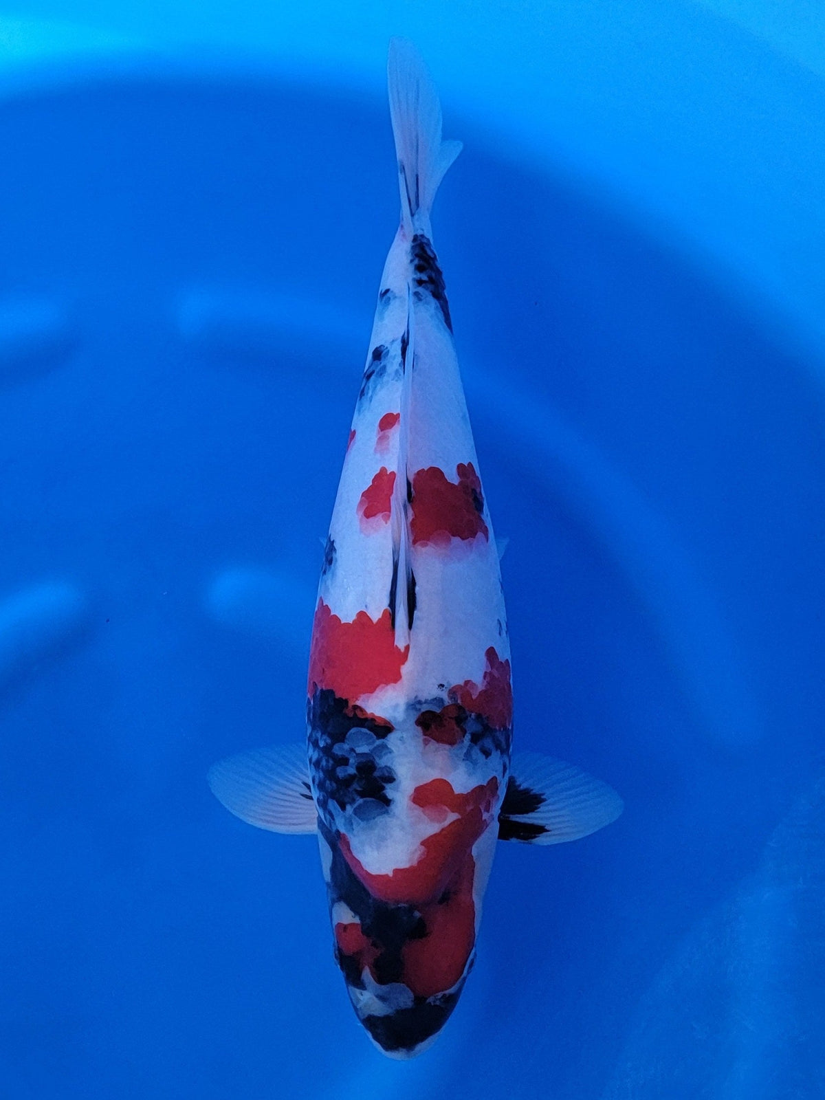 Sekiguchi Showa koi for sale — 47 cm at ChampKoi