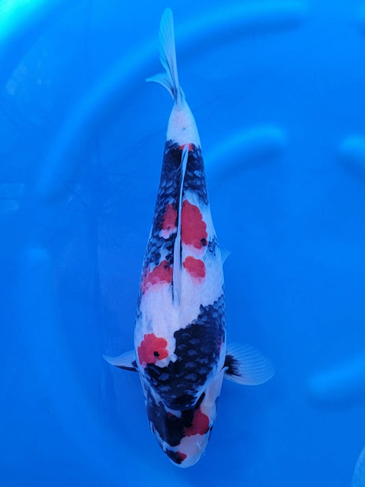 Sekiguchi Showa koi for sale — 48 cm at ChampKoi