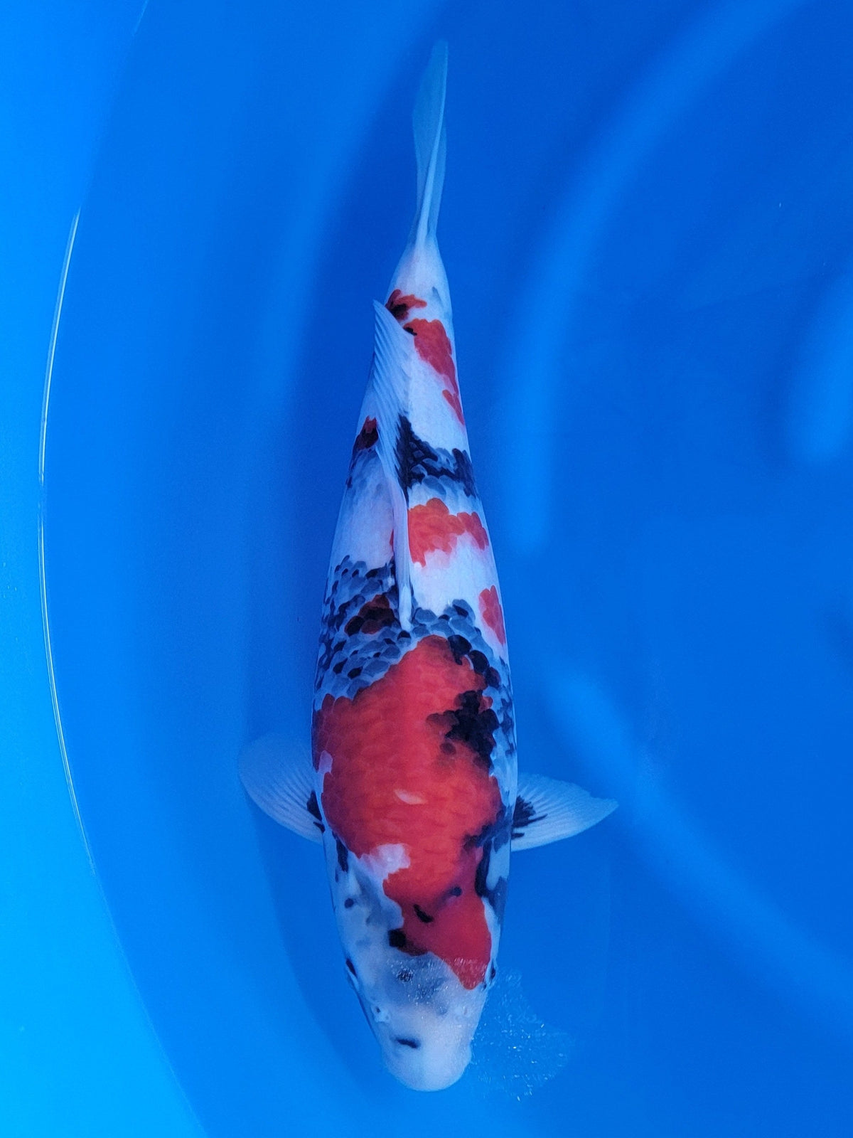 Sekiguchi Showa koi for sale — 49 cm at ChampKoi