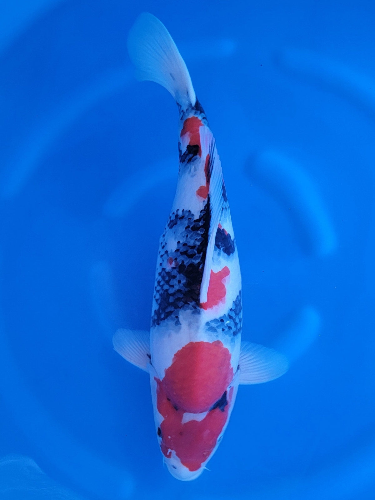 Sekiguchi Showa koi for sale — 53 cm at ChampKoi
