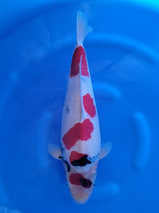 Sekiguchi Showa koi for sale — 50 cm at ChampKoi