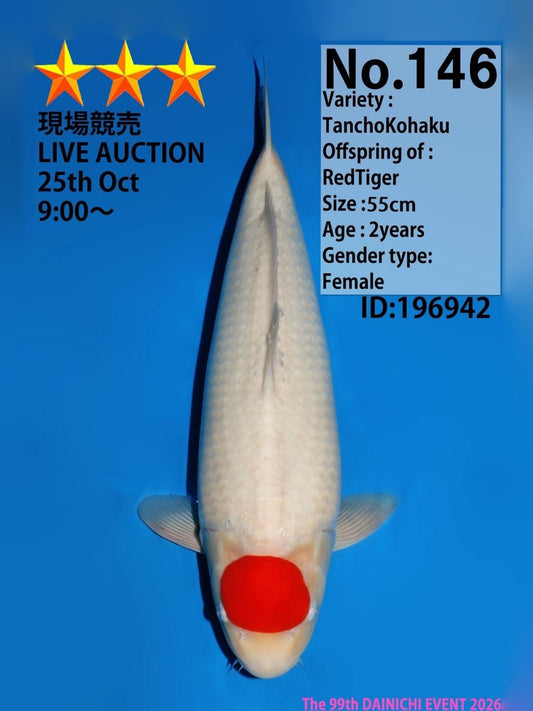 Dainichi Tancho Kohaku koi for sale — 55 cm at ChampKoi