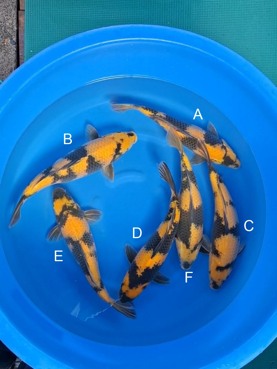 Otsuka Ki Utsuri koi for sale — 43-46 cm at ChampKoi