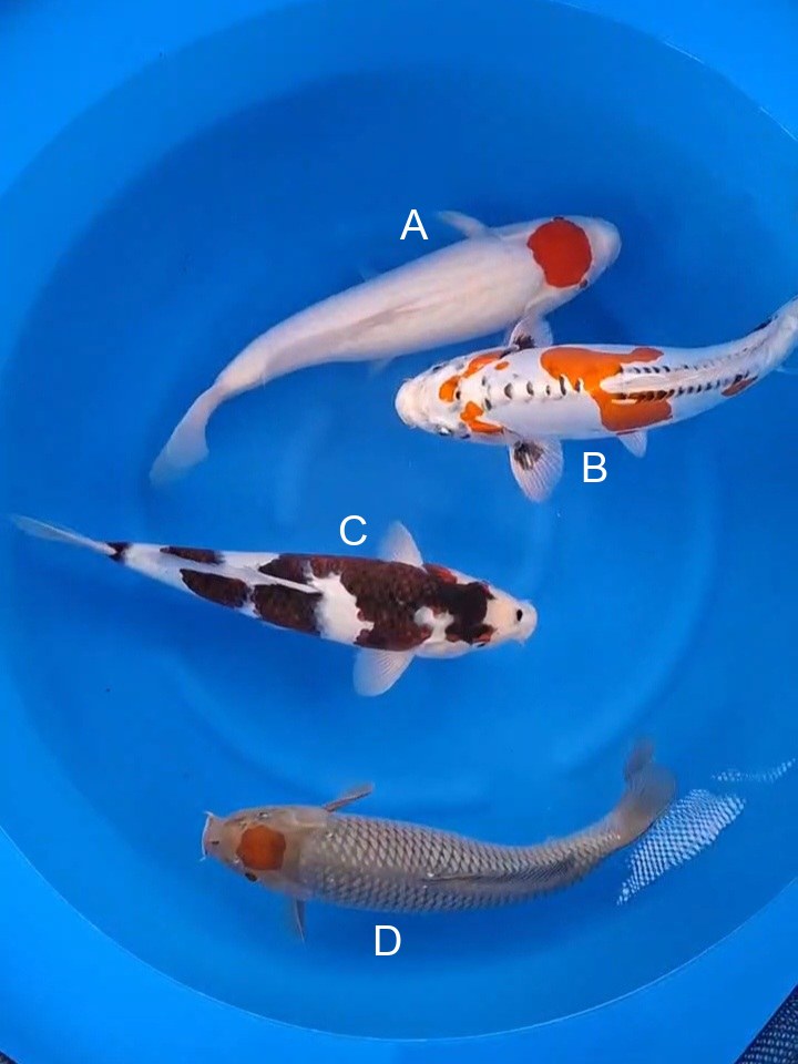 Otsuka Tancho Kohaku koi for sale — 40-45 cm at ChampKoi
