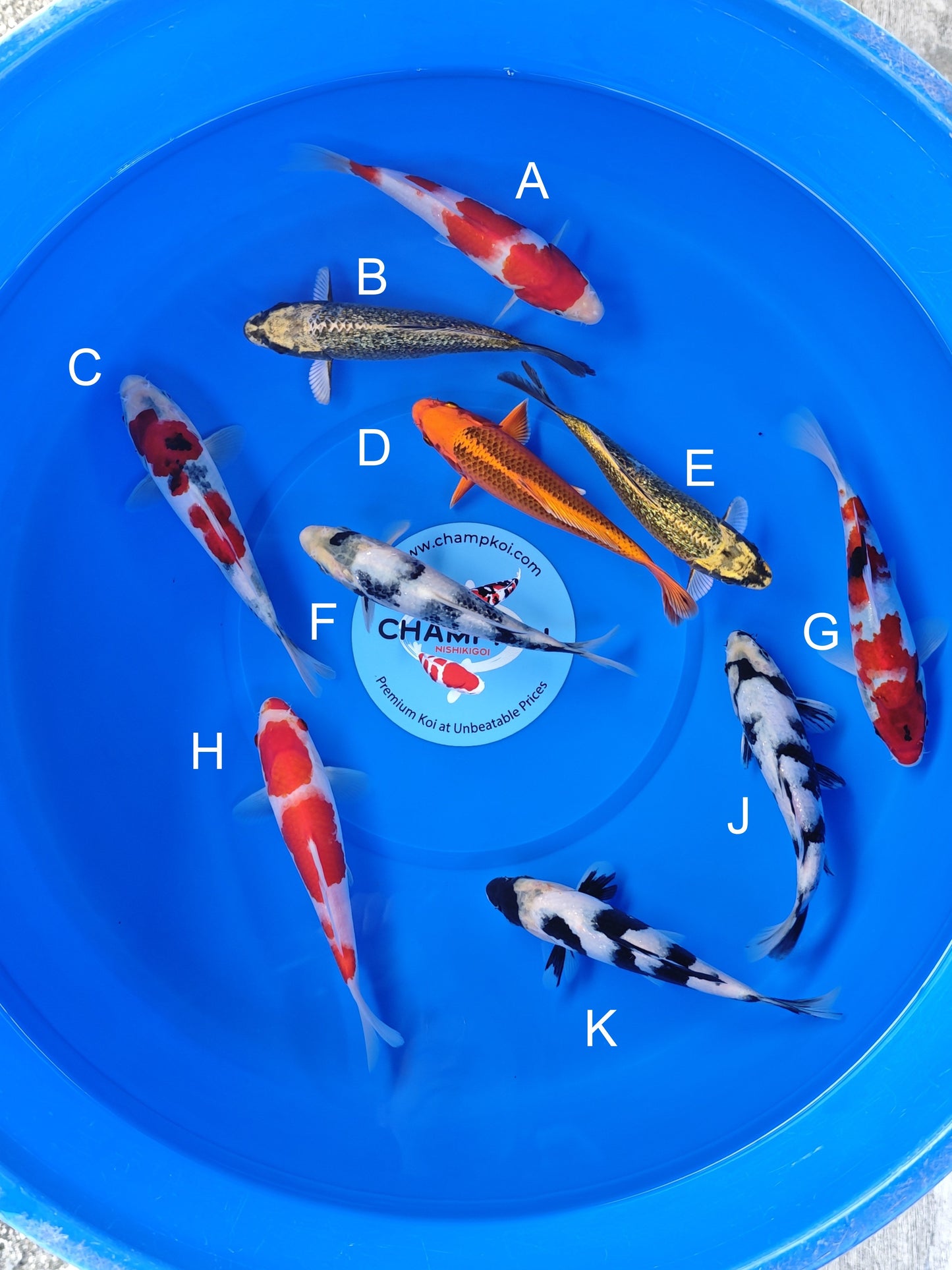 Koi fish for sale — 18-20 cm Ogata Asagi at ChampKoi