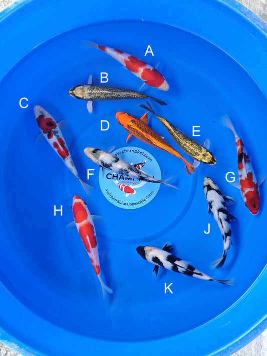 Koi fish for sale — 18-20 cm Ogata Asagi at ChampKoi