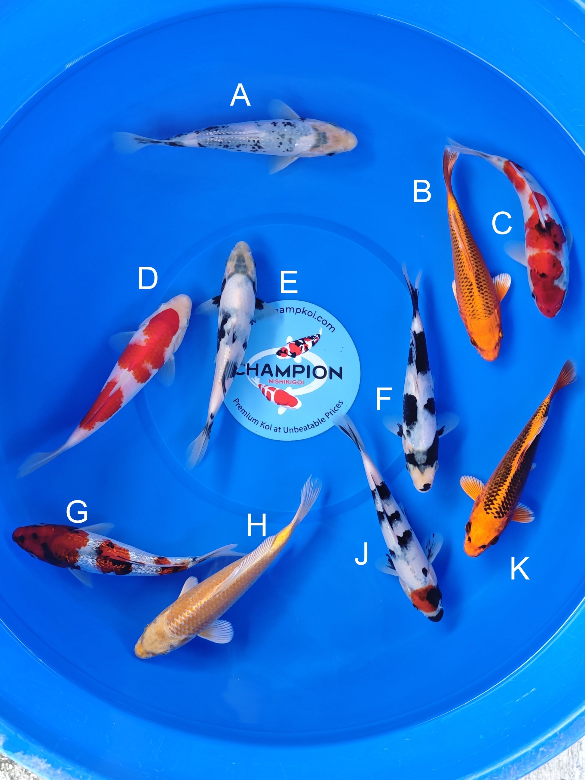 Koi fish for sale — 18-20 cm Ogata Shiro Utsuri at ChampKoi