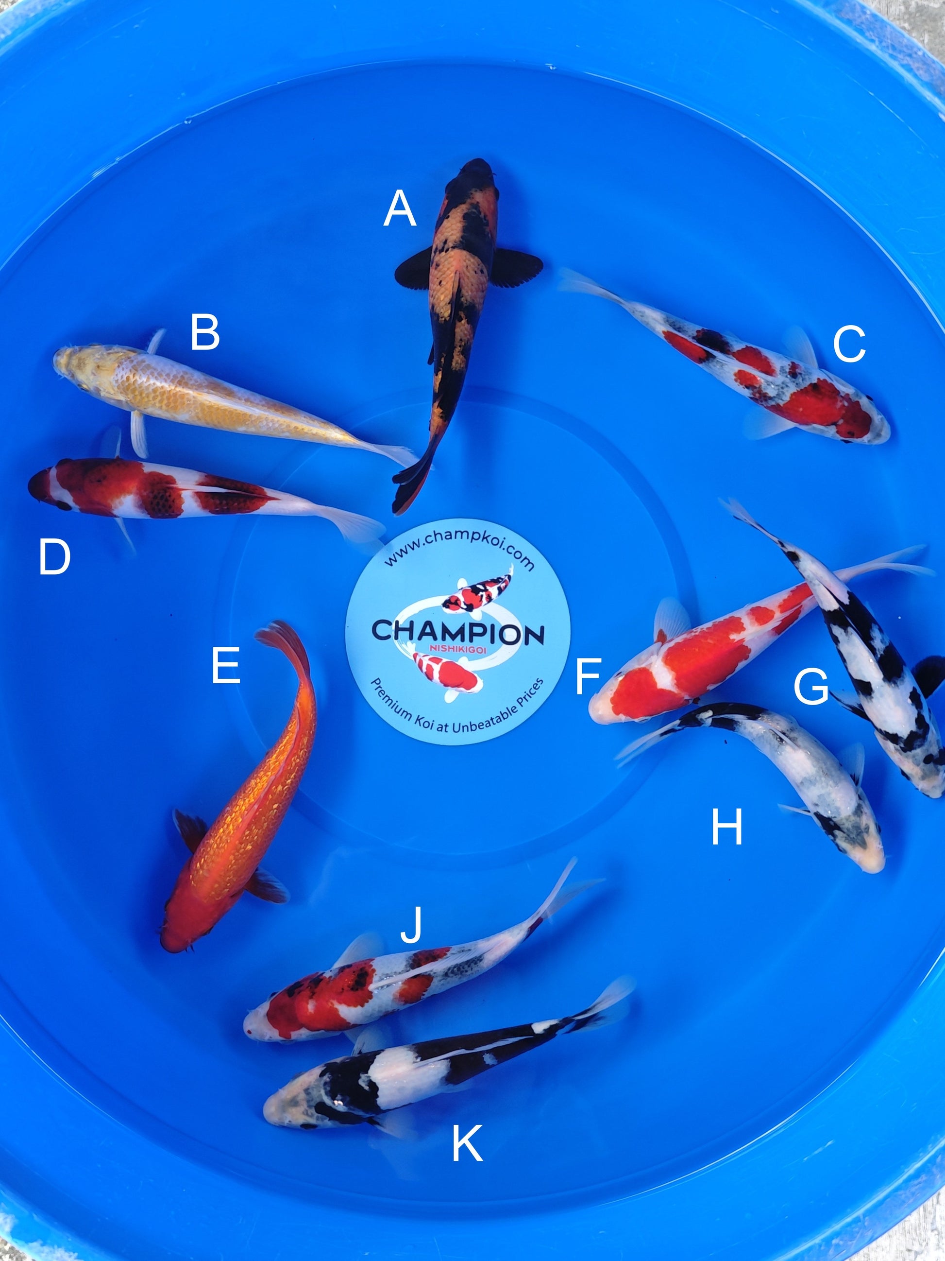 Koi fish for sale — 18-20 cm Ogata Hi Utsuri at ChampKoi