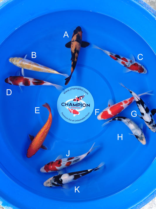 Koi fish for sale — 18-20 cm Ogata Hi Utsuri at ChampKoi