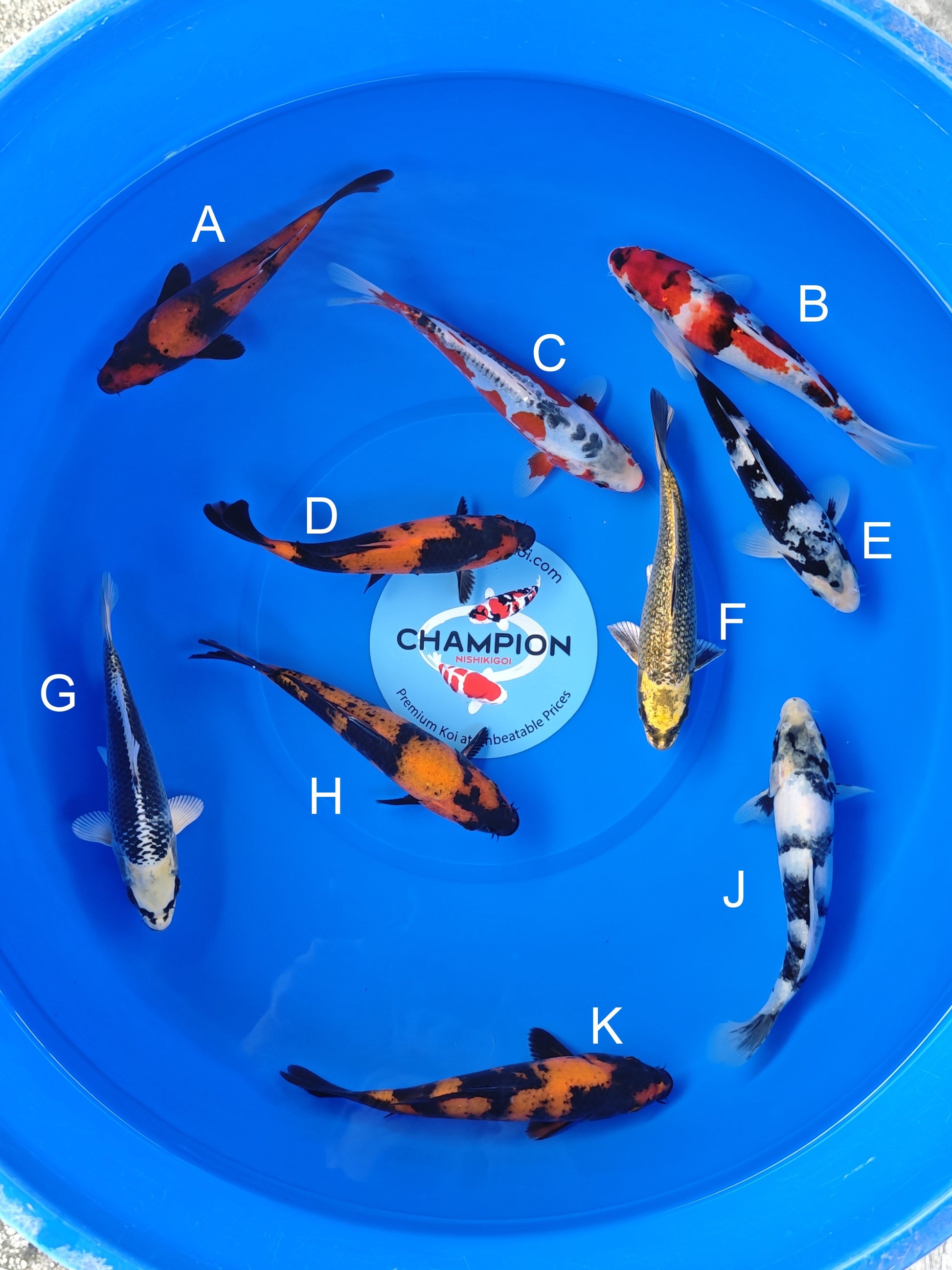 Koi fish for sale — 18-20 cm Ogata Hi Utsuri at ChampKoi