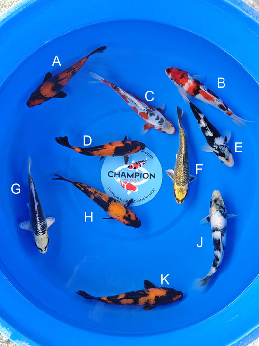 Koi fish for sale — 18-20 cm Ogata Hi Utsuri at ChampKoi