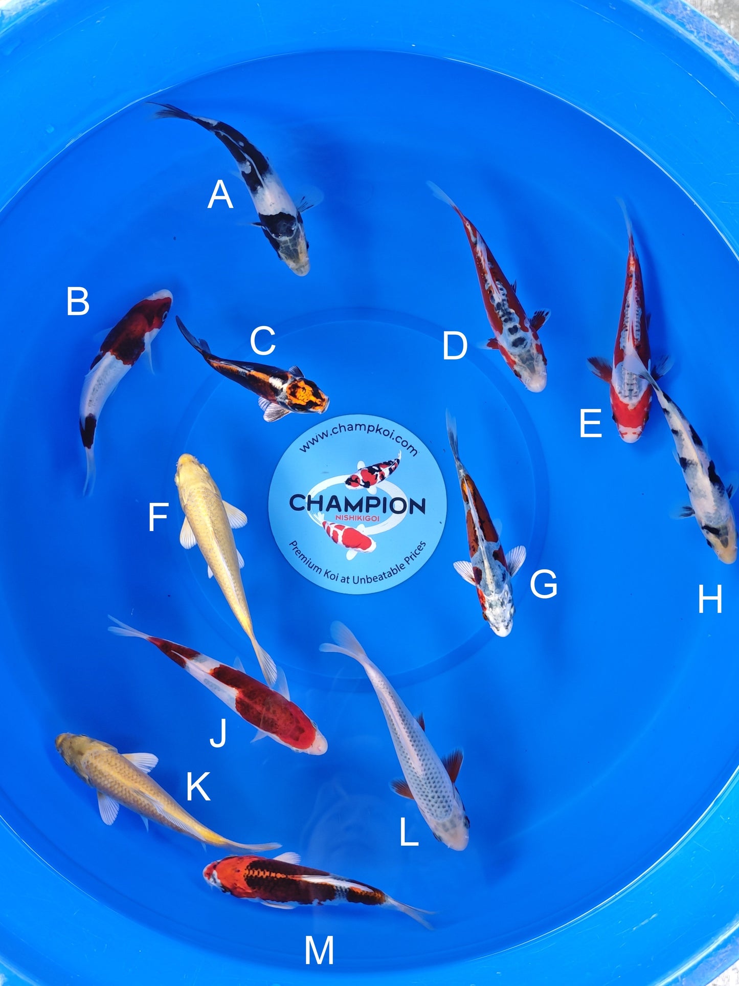 Koi fish for sale — 13-16 cm Ogata Shiro Utsuri at ChampKoi