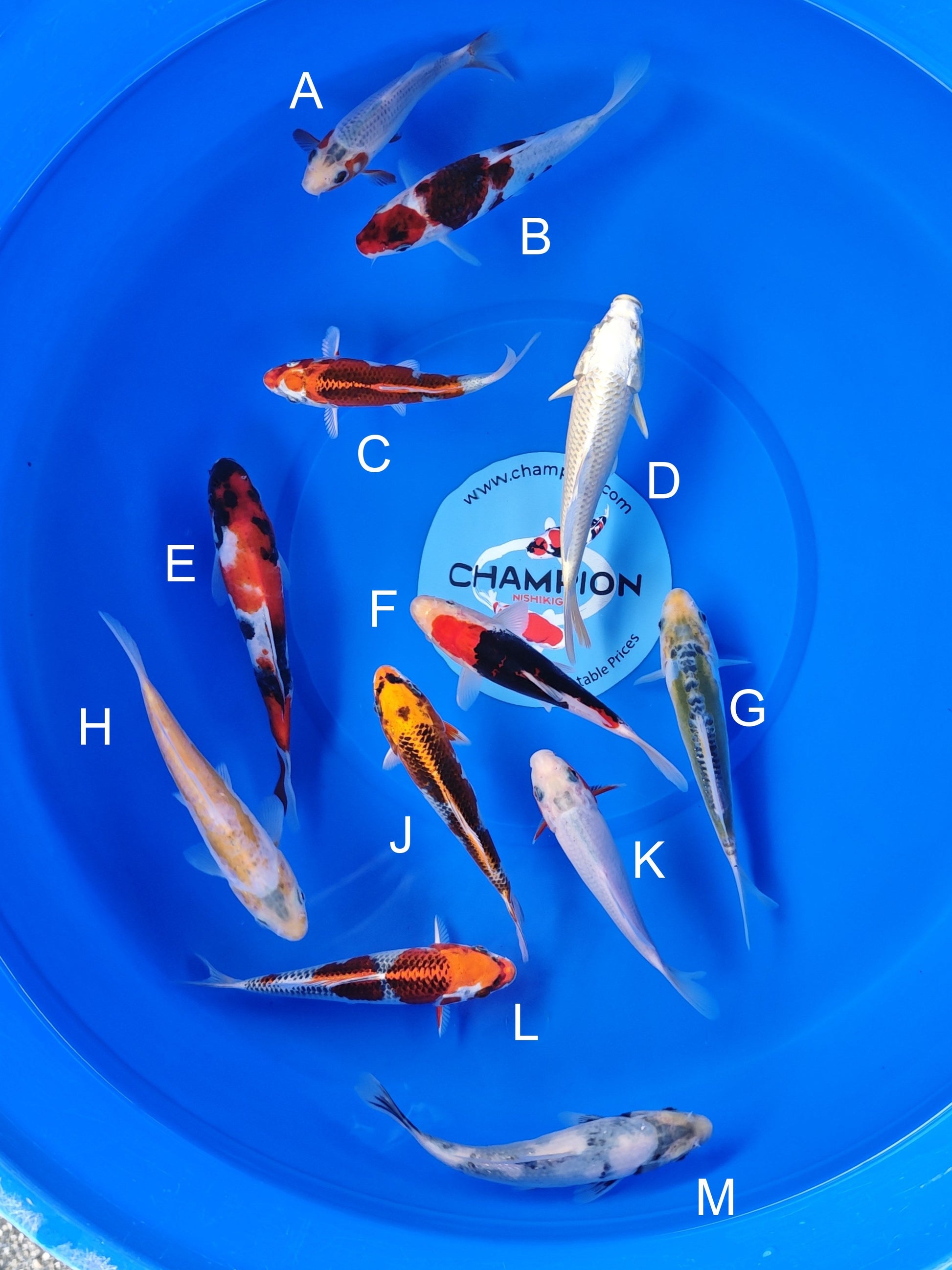 Koi fish for sale — 13-16 cm Ogata Yuki Asagi at ChampKoi