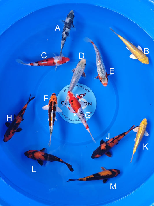 Koi fish for sale — 13-16 cm Ogata Shiro Utsuri at ChampKoi