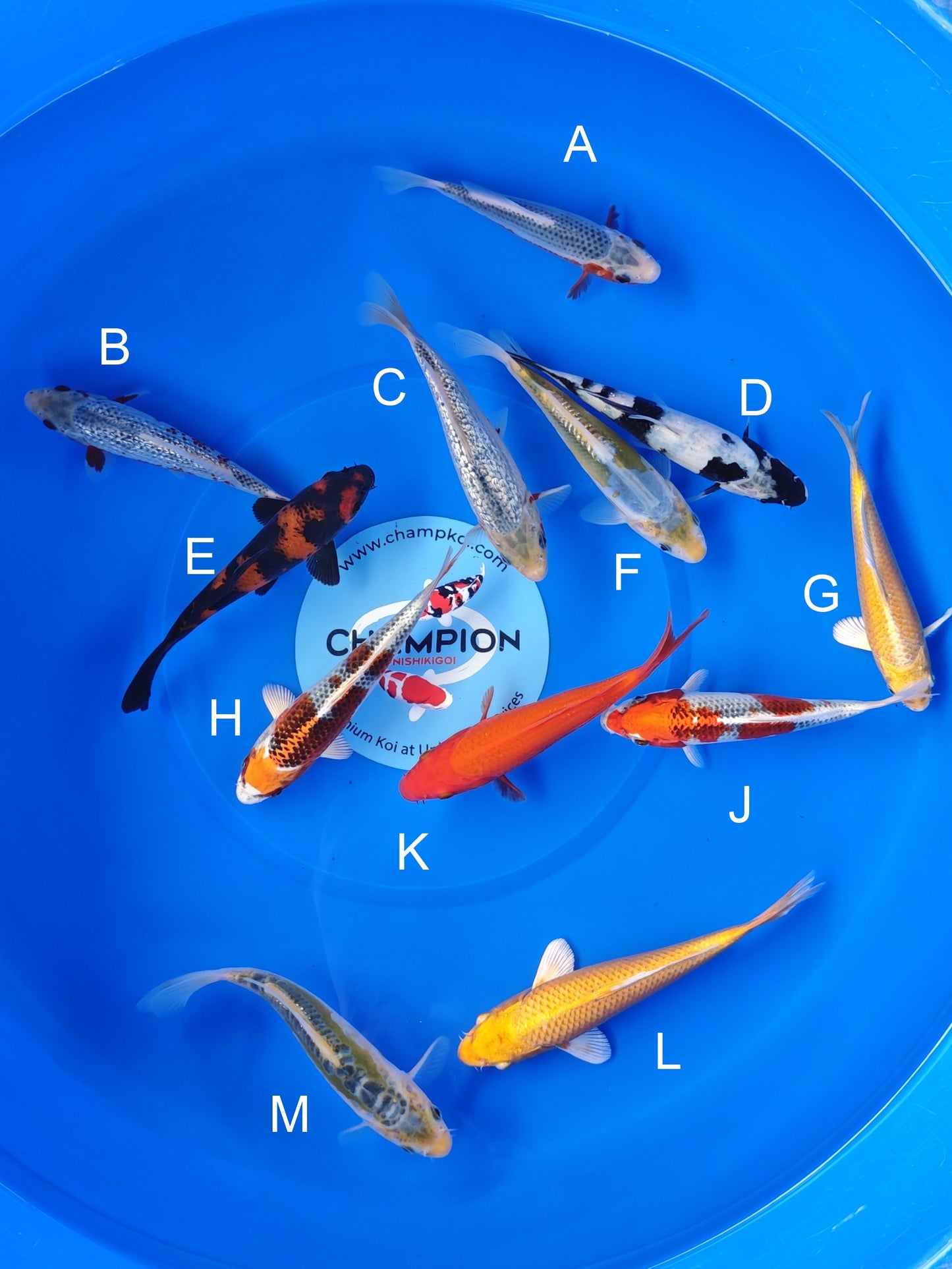 Koi fish for sale — 13-16 cm Ogata Asagi at ChampKoi