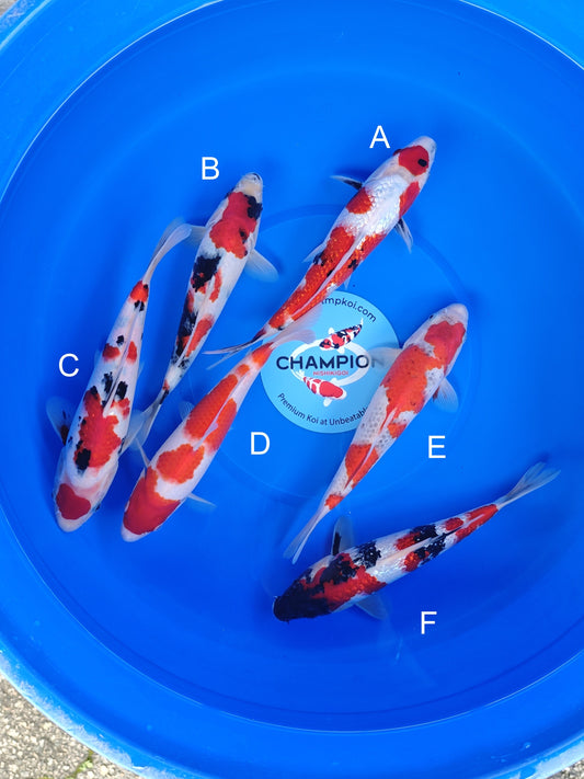 Koi fish for sale — 23-28 cm Ogata Ginrin Showa at ChampKoi