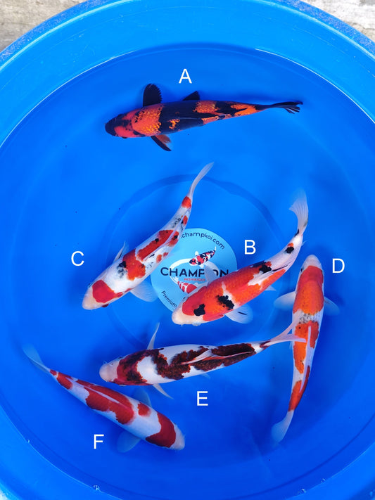 Koi fish for sale — 23-28 cm Ogata Ginrin Hi Utsuri at ChampKoi